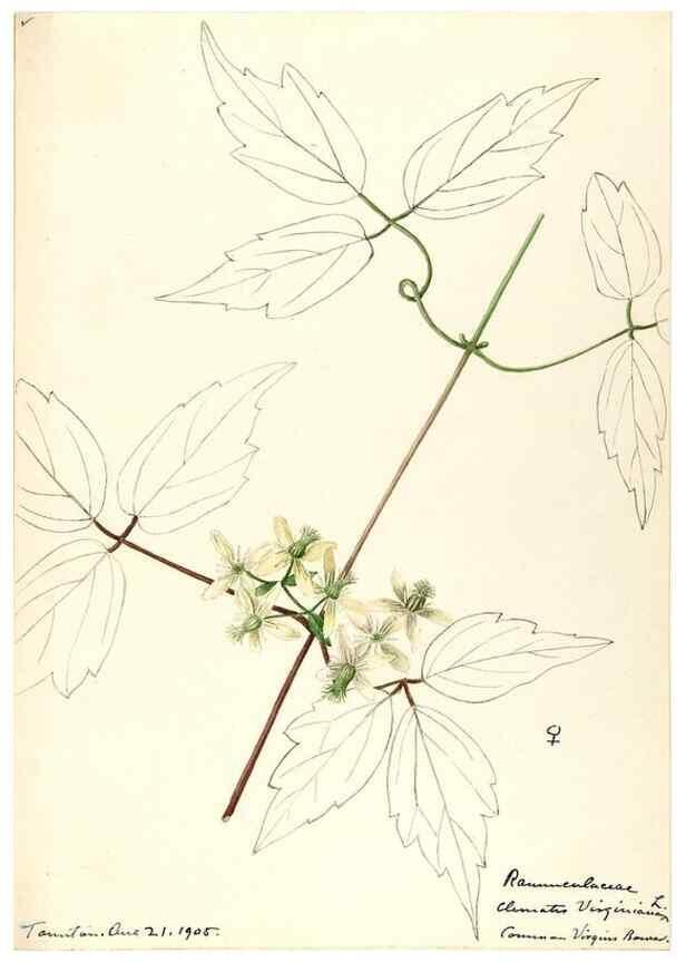 Reproducción/Reproduction 48787730678: [Water-color sketches of plants of North America and Europe]. . 
