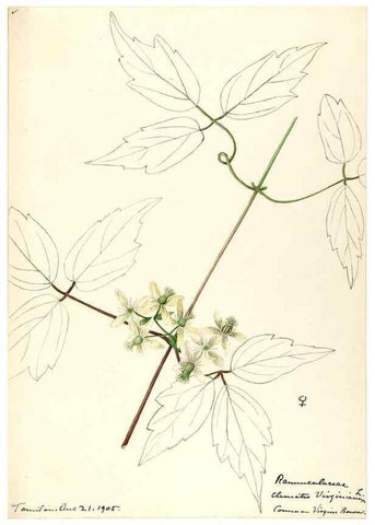 Reproducción/Reproduction 48787730678: [Water-color sketches of plants of North America and Europe]. . 