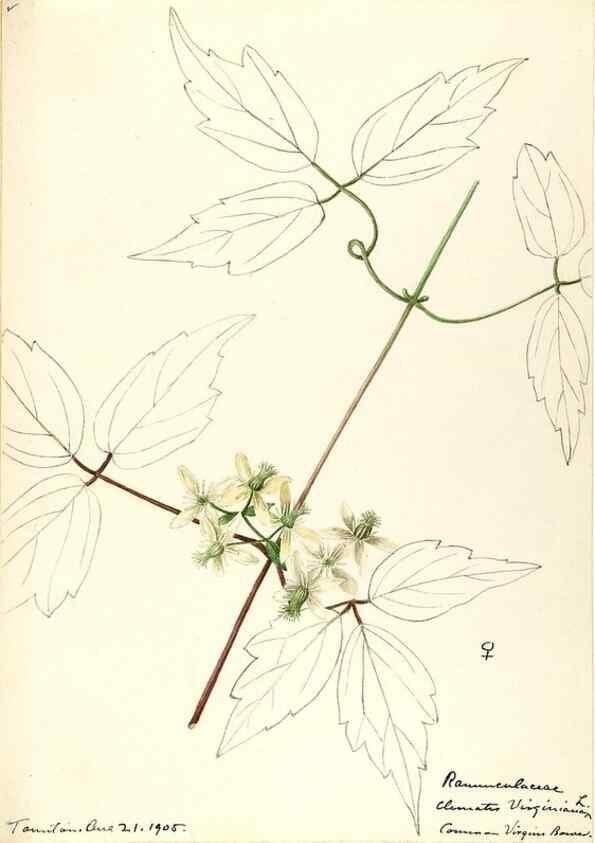 Reproducción/Reproduction 48787730678: [Water-color sketches of plants of North America and Europe]. . 