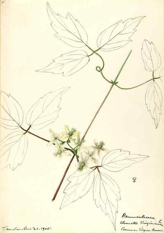 Reproducción/Reproduction 48787730678: [Water-color sketches of plants of North America and Europe]. . 