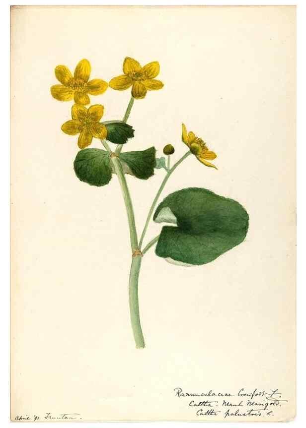 Reproducción/Reproduction 48788094701: [Water-color sketches of plants of North America and Europe]. . 