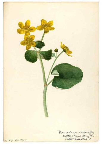 Reproducción/Reproduction 48788094701: [Water-color sketches of plants of North America and Europe]. . 