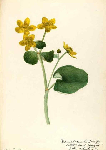 Reproducción/Reproduction 48788094701: [Water-color sketches of plants of North America and Europe]. . 