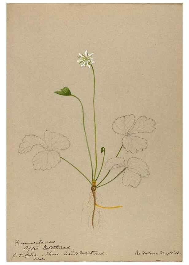Reproducción/Reproduction 48787731338: [Water-color sketches of plants of North America and Europe]. . 