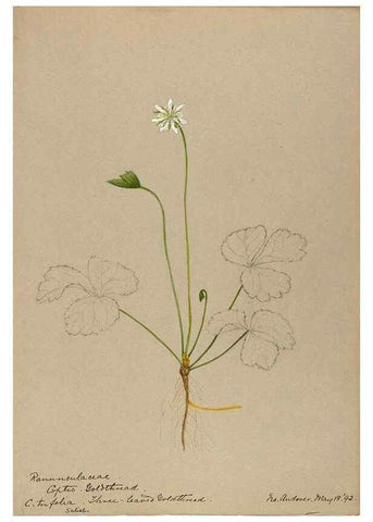 Reproducción/Reproduction 48787731338: [Water-color sketches of plants of North America and Europe]. . 