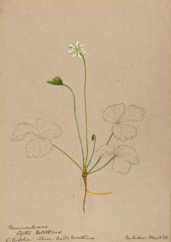 Reproducción/Reproduction 48787731338: [Water-color sketches of plants of North America and Europe]. . 