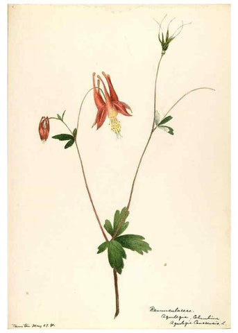 Reproducción/Reproduction 48787731618: [Water-color sketches of plants of North America and Europe]. . 