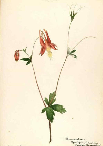 Reproducción/Reproduction 48787731618: [Water-color sketches of plants of North America and Europe]. . 