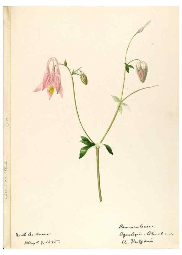 Reproducción/Reproduction 48788095671: [Water-color sketches of plants of North America and Europe]. . 