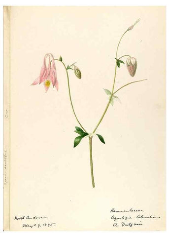 Reproducción/Reproduction 48788095671: [Water-color sketches of plants of North America and Europe]. . 