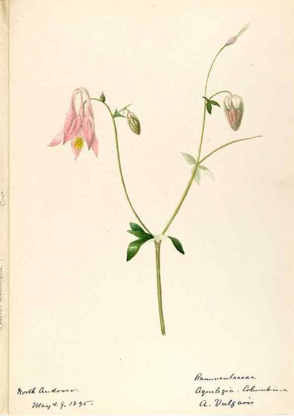 Reproducción/Reproduction 48788095671: [Water-color sketches of plants of North America and Europe]. . 