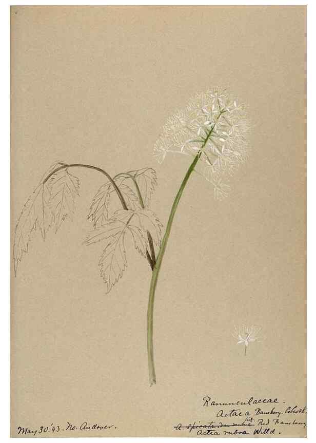 Reproducción/Reproduction 48788242582: [Water-color sketches of plants of North America and Europe]. . 