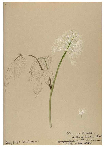 Reproducción/Reproduction 48788242582: [Water-color sketches of plants of North America and Europe]. . 