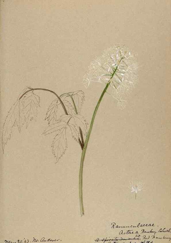 Reproducción/Reproduction 48788242582: [Water-color sketches of plants of North America and Europe]. . 