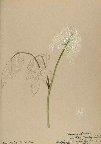 Reproducción/Reproduction 48788242582: [Water-color sketches of plants of North America and Europe]. . 