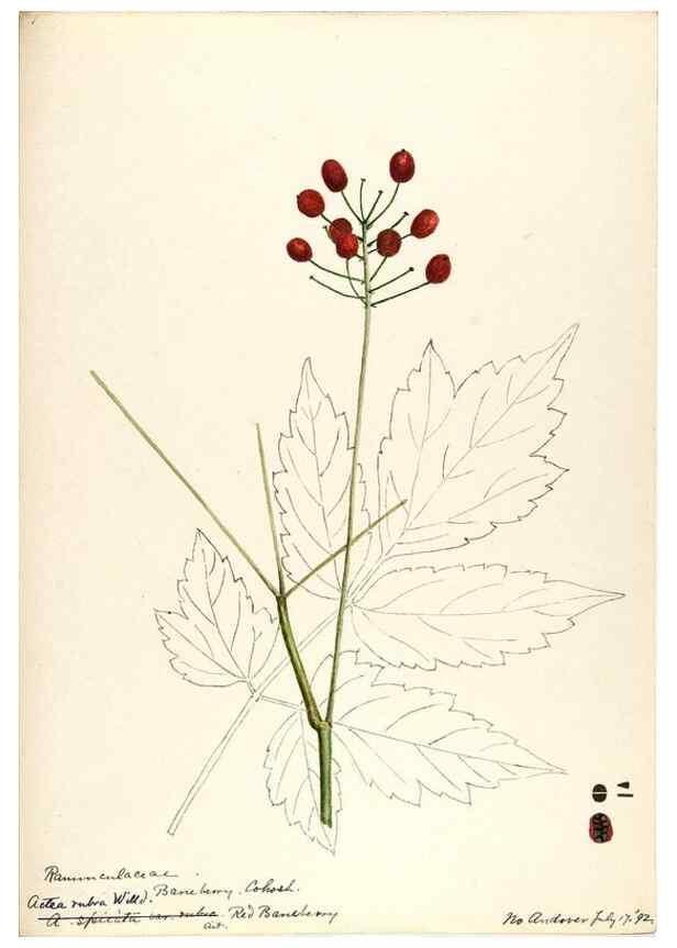 Reproducción/Reproduction 48788242902: [Water-color sketches of plants of North America and Europe]. . 