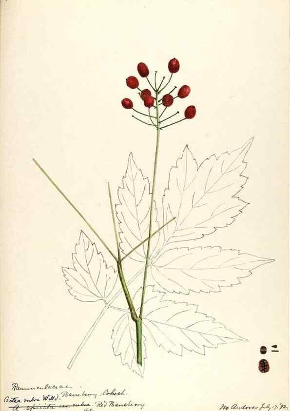 Reproducción/Reproduction 48788242902: [Water-color sketches of plants of North America and Europe]. . 