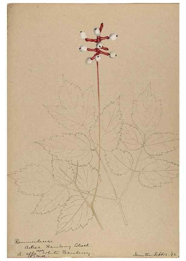 Reproducción/Reproduction 48788096831: [Water-color sketches of plants of North America and Europe]. . 