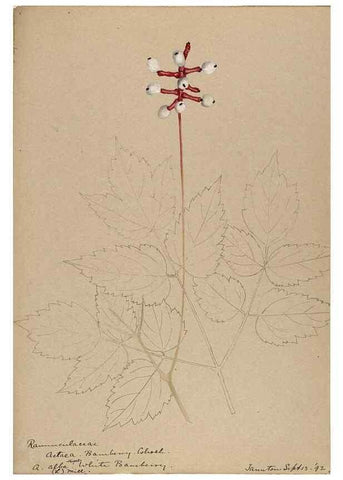 Reproducción/Reproduction 48788096831: [Water-color sketches of plants of North America and Europe]. . 