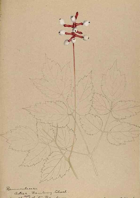 Reproducción/Reproduction 48788096831: [Water-color sketches of plants of North America and Europe]. . 