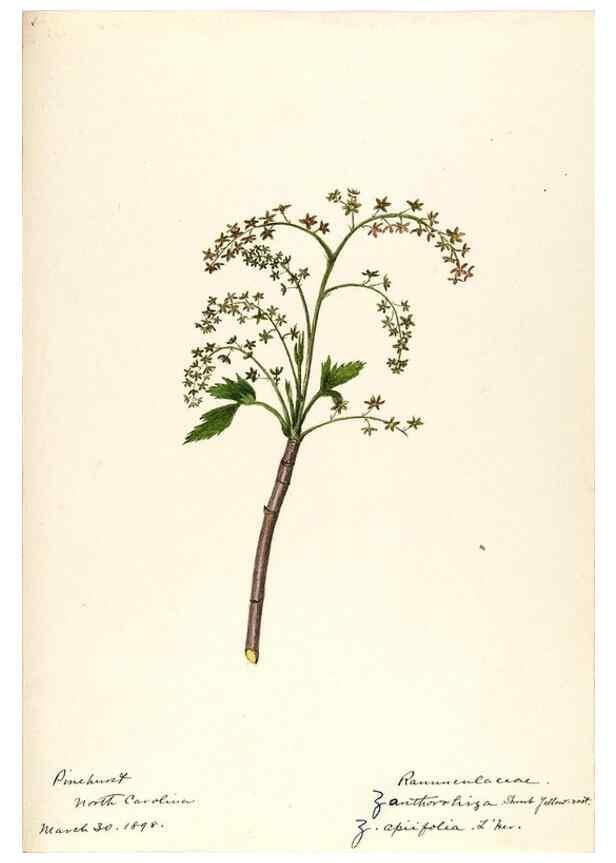 Reproducción/Reproduction 48787733368: [Water-color sketches of plants of North America and Europe]. . 