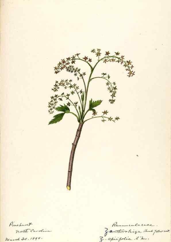 Reproducción/Reproduction 48787733368: [Water-color sketches of plants of North America and Europe]. . 