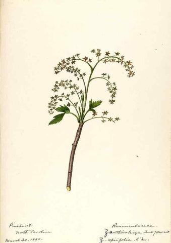 Reproducción/Reproduction 48787733368: [Water-color sketches of plants of North America and Europe]. . 