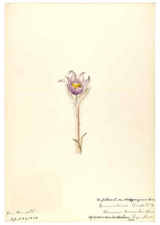 Reproducción/Reproduction 48788238527: [Water-color sketches of plants of North America and Europe]. . 