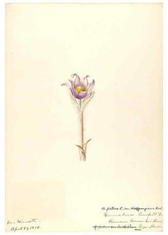 Reproducción/Reproduction 48788238527: [Water-color sketches of plants of North America and Europe]. . 