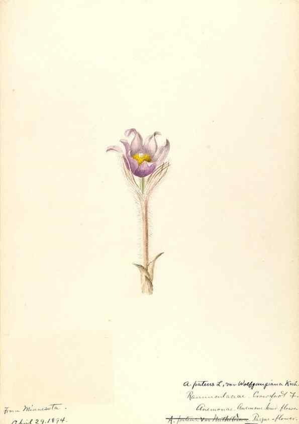 Reproducción/Reproduction 48788238527: [Water-color sketches of plants of North America and Europe]. . 