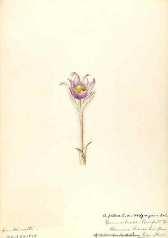 Reproducción/Reproduction 48788238527: [Water-color sketches of plants of North America and Europe]. . 