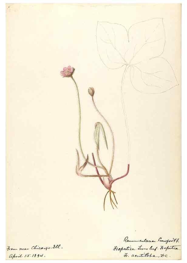 Reproducción/Reproduction 48788091321: [Water-color sketches of plants of North America and Europe]. . 