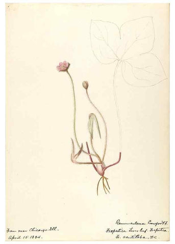 Reproducción/Reproduction 48788091321: [Water-color sketches of plants of North America and Europe]. . 