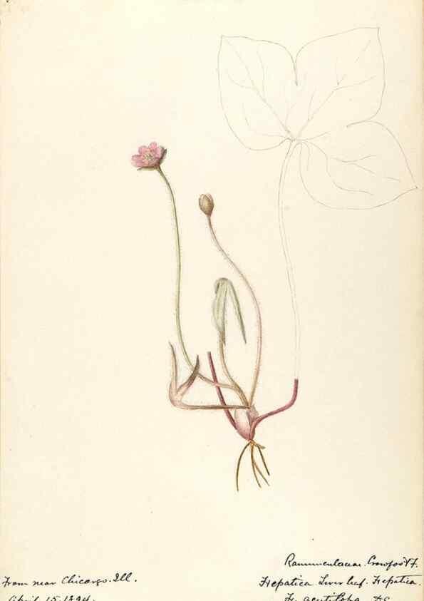 Reproducción/Reproduction 48788091321: [Water-color sketches of plants of North America and Europe]. . 
