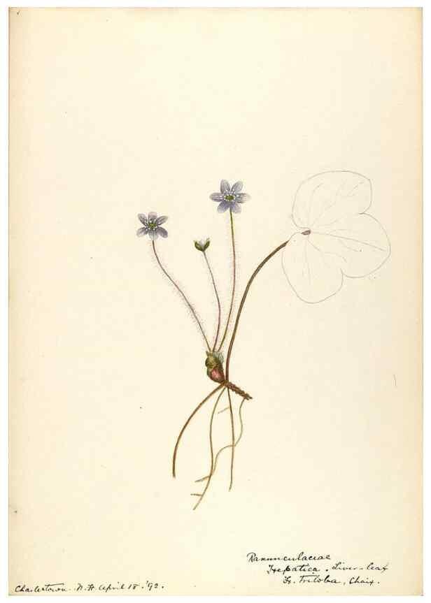 Reproducción/Reproduction 48788237812: [Water-color sketches of plants of North America and Europe]. . 