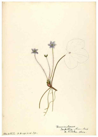 Reproducción/Reproduction 48788237812: [Water-color sketches of plants of North America and Europe]. . 