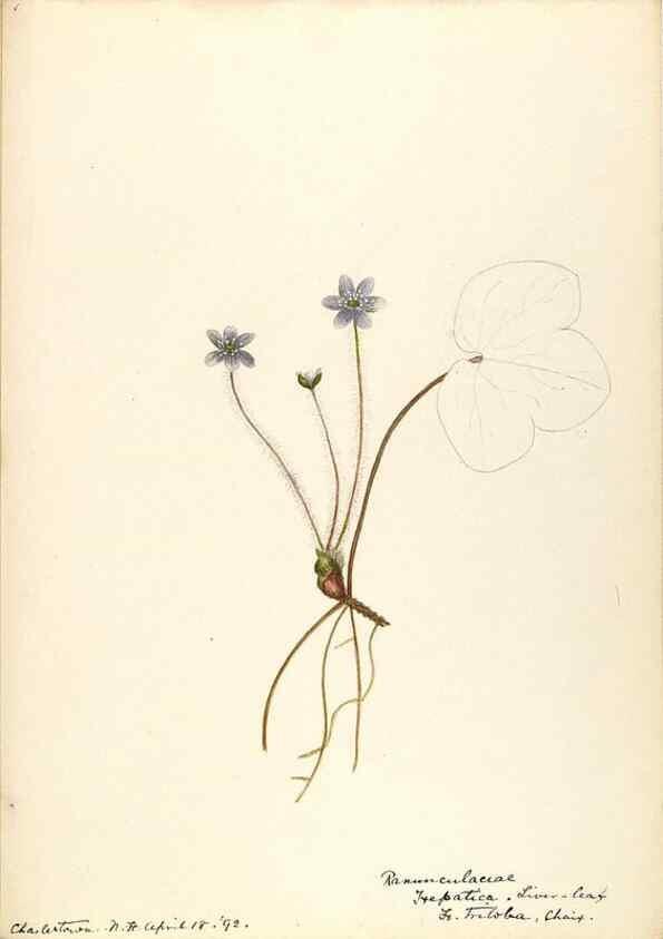 Reproducción/Reproduction 48788237812: [Water-color sketches of plants of North America and Europe]. . 