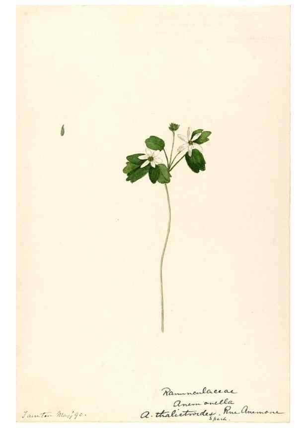 Reproducción/Reproduction 48787727138: [Water-color sketches of plants of North America and Europe]. . 