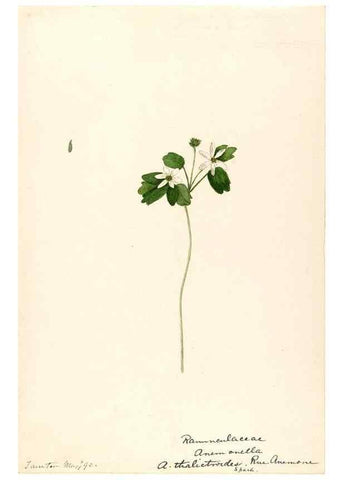 Reproducción/Reproduction 48787727138: [Water-color sketches of plants of North America and Europe]. . 