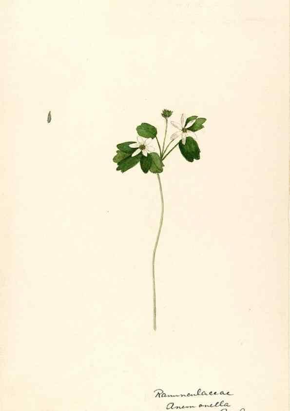 Reproducción/Reproduction 48787727138: [Water-color sketches of plants of North America and Europe]. . 