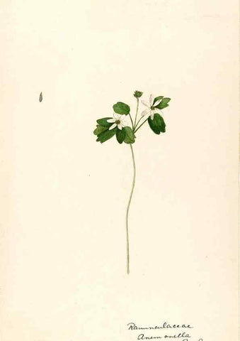 Reproducción/Reproduction 48787727138: [Water-color sketches of plants of North America and Europe]. . 