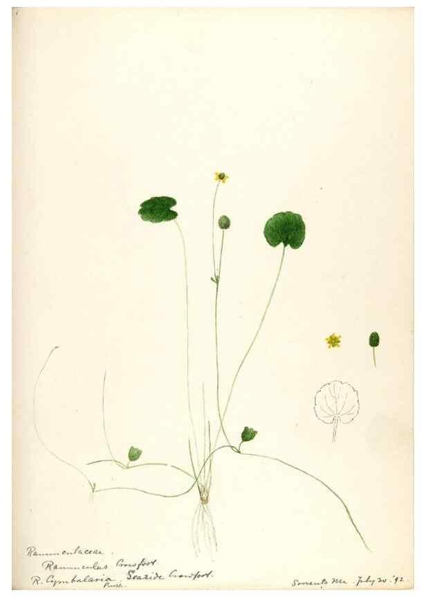Reproducción/Reproduction 48787721623: [Water-color sketches of plants of North America and Europe]. . 