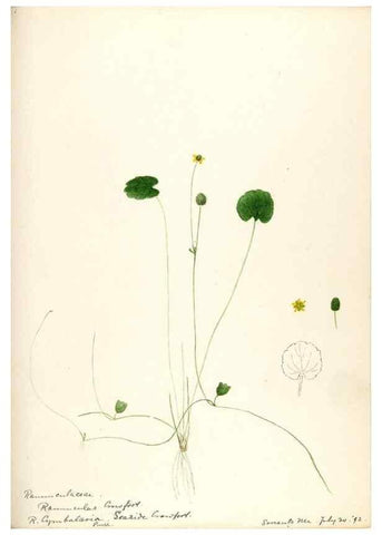 Reproducción/Reproduction 48787721623: [Water-color sketches of plants of North America and Europe]. . 
