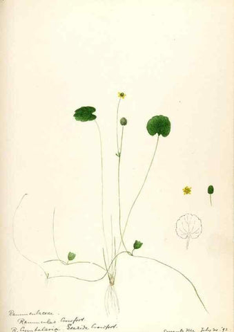 Reproducción/Reproduction 48787721623: [Water-color sketches of plants of North America and Europe]. . 