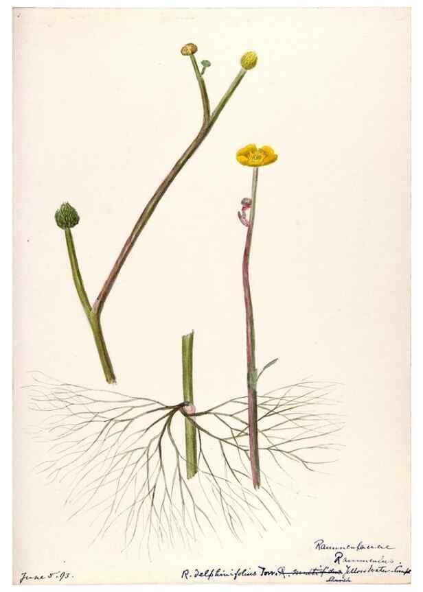 Reproducción/Reproduction 48787721958: [Water-color sketches of plants of North America and Europe]. . 