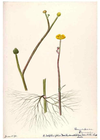 Reproducción/Reproduction 48787721958: [Water-color sketches of plants of North America and Europe]. . 