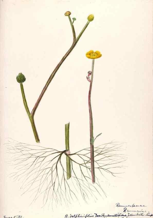 Reproducción/Reproduction 48787721958: [Water-color sketches of plants of North America and Europe]. . 