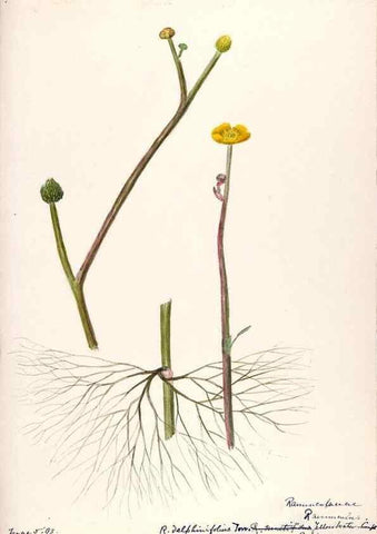 Reproducción/Reproduction 48787721958: [Water-color sketches of plants of North America and Europe]. . 