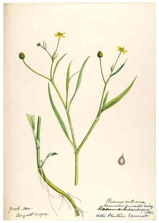 Reproducción/Reproduction 48787722313: [Water-color sketches of plants of North America and Europe]. . 