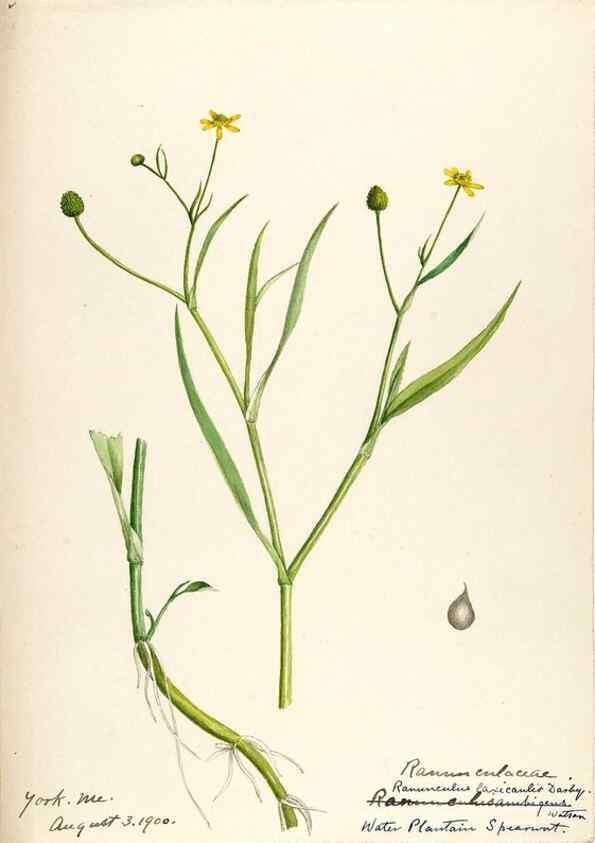 Reproducción/Reproduction 48787722313: [Water-color sketches of plants of North America and Europe]. . 